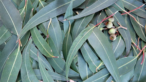 5 Eucalyptus Recipes to Fight Congestion