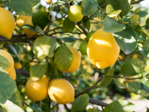 5 Lemon Essential Oil Benefits
