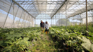 two farmers care for organic plants in a greenhouse