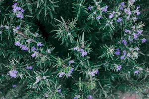 Falling in love with rosemary